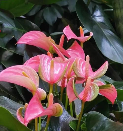 红掌紫的花语有何特别之处？