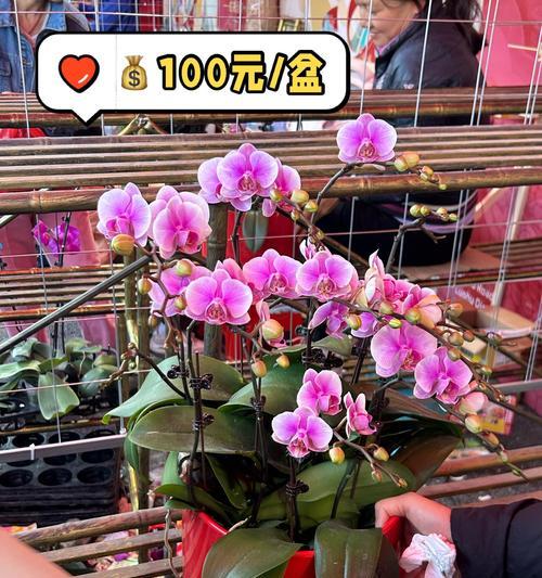 哪些花卉的花语代表爱国？