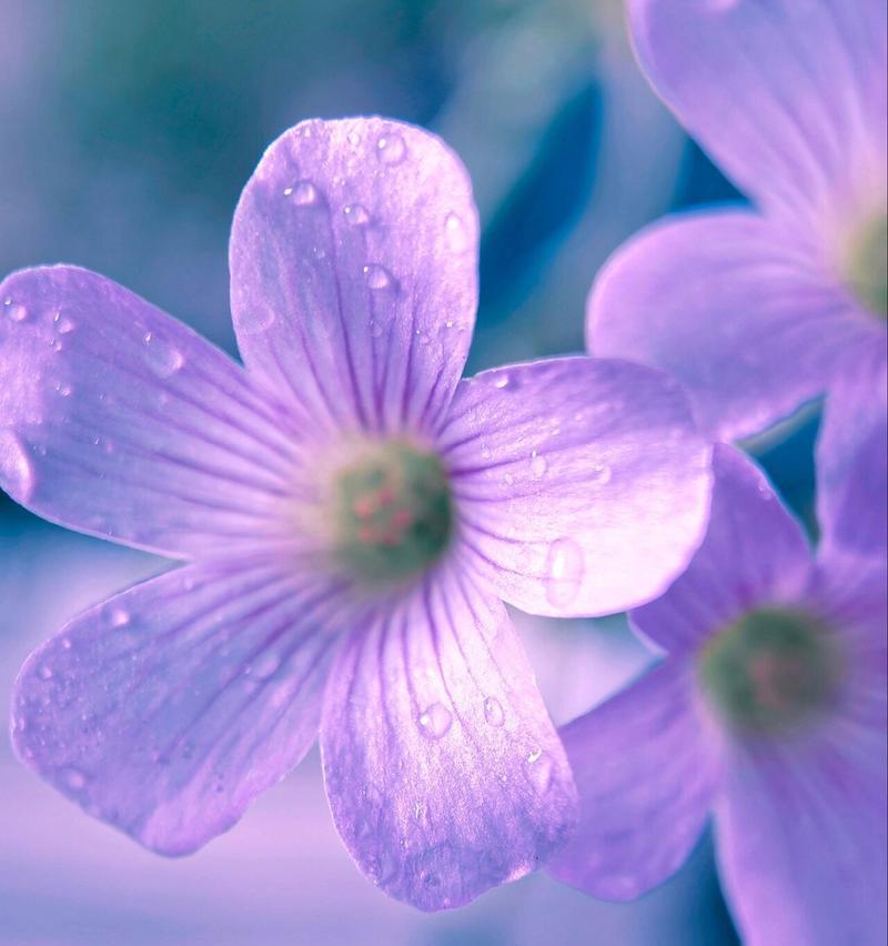 哪些花卉的花语代表爱国？