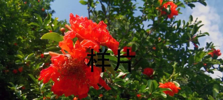 哪些花卉的花语代表爱国？