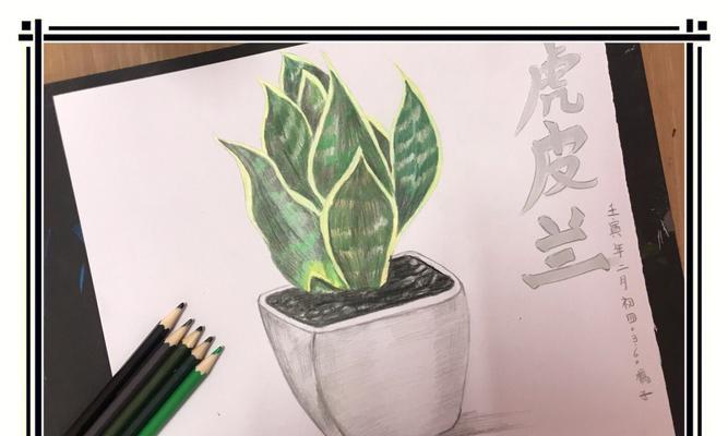 虎皮兰花语的起源是什么？