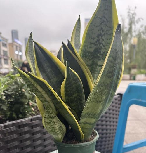 虎皮兰花语的起源是什么？