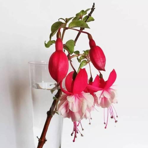 倒挂金钟有哪些不同的花语？分别代表什么？