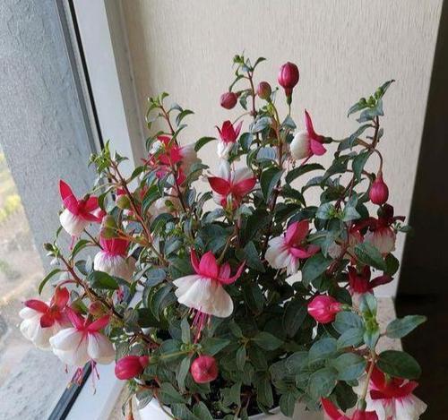 倒挂金钟有哪些不同的花语？分别代表什么？