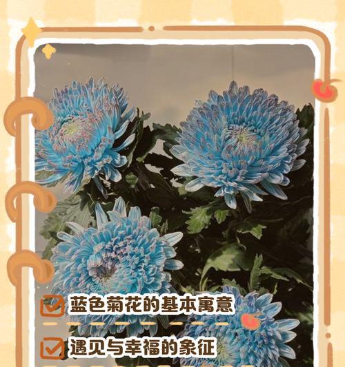 变色菊的花语是什么？它有哪些寓意？