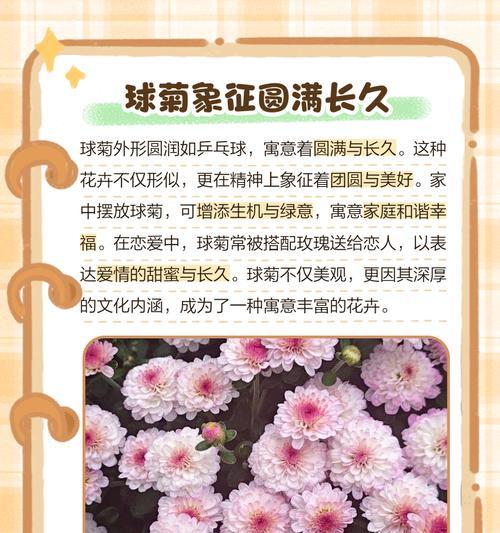 变色菊的花语是什么？它有哪些寓意？