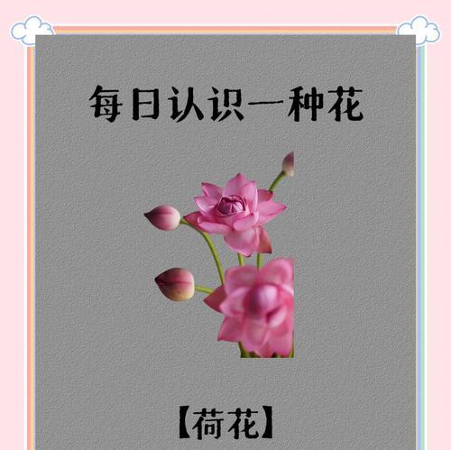 荷叶花的花语是什么？它有什么特别含义？