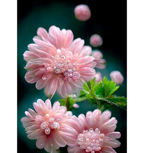 花语代表快乐的花雏菊是什么？它有什么特别之处？