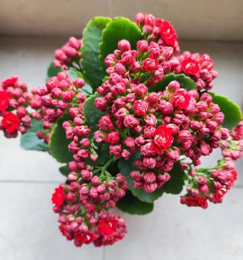 长寿花的颜色有哪些？它们的花语分别是什么？