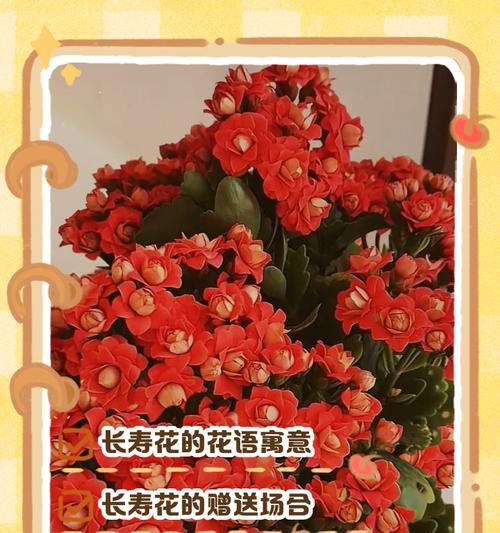 长寿花的颜色有哪些？它们的花语分别是什么？