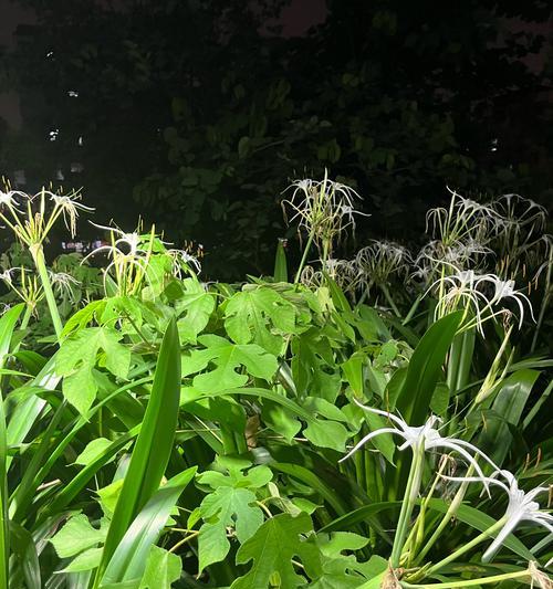 水鬼蕉的花语是什么？它象征着什么？