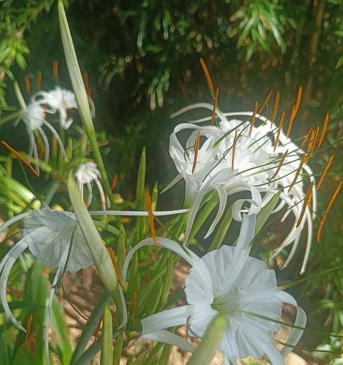 水鬼蕉的花语是什么？它象征着什么？