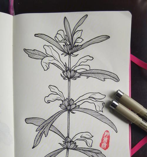益母草的花语和寓意是什么？它代表了什么？
