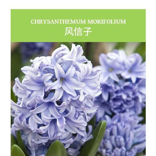 风信子花语发说说是什么？它象征着什么？