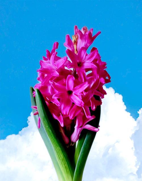 风信子花语发说说是什么？它象征着什么？