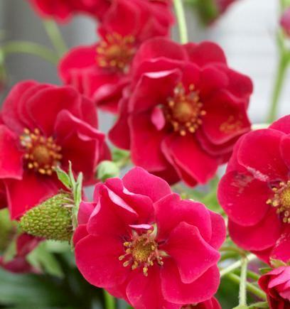 草莓的开了的花花语是什么？它代表了什么？