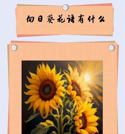 向日葵的花语有何特别意义？