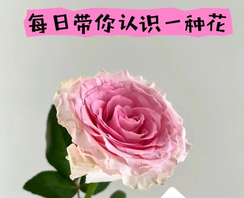 洛神花的花语和含义是什么？