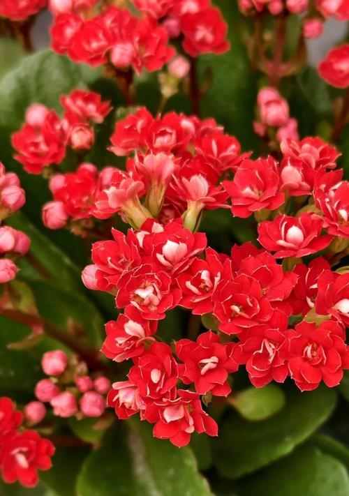 那种花的花语是长寿？它象征着什么？