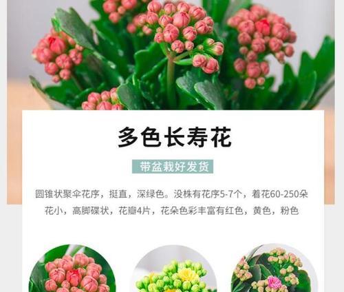 那种花的花语是长寿？它象征着什么？