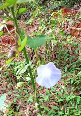 矮牵牛的花语和寓意是什么？它代表了什么？