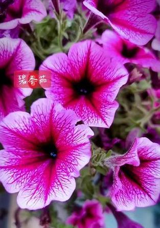 矮牵牛的花语和寓意是什么？它代表了什么？