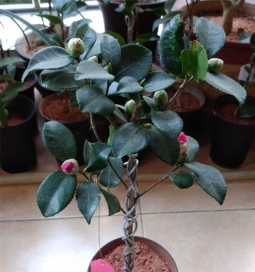 宜丰县花语树桩盆景？它有什么特别的寓意？