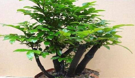 宜丰县花语树桩盆景？它有什么特别的寓意？