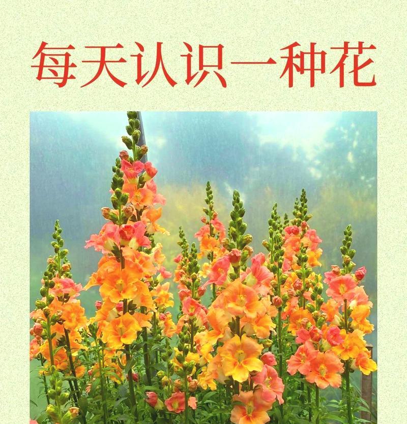 白色金鱼草的花语是什么？白色金鱼草有何寓意？