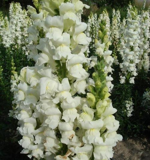 白色金鱼草的花语是什么？白色金鱼草有何寓意？