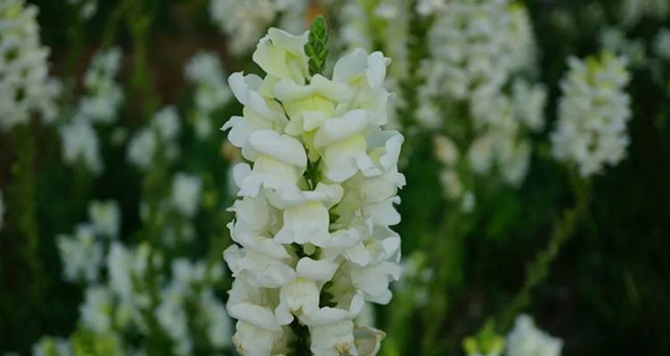 白色金鱼草的花语是什么？白色金鱼草有何寓意？