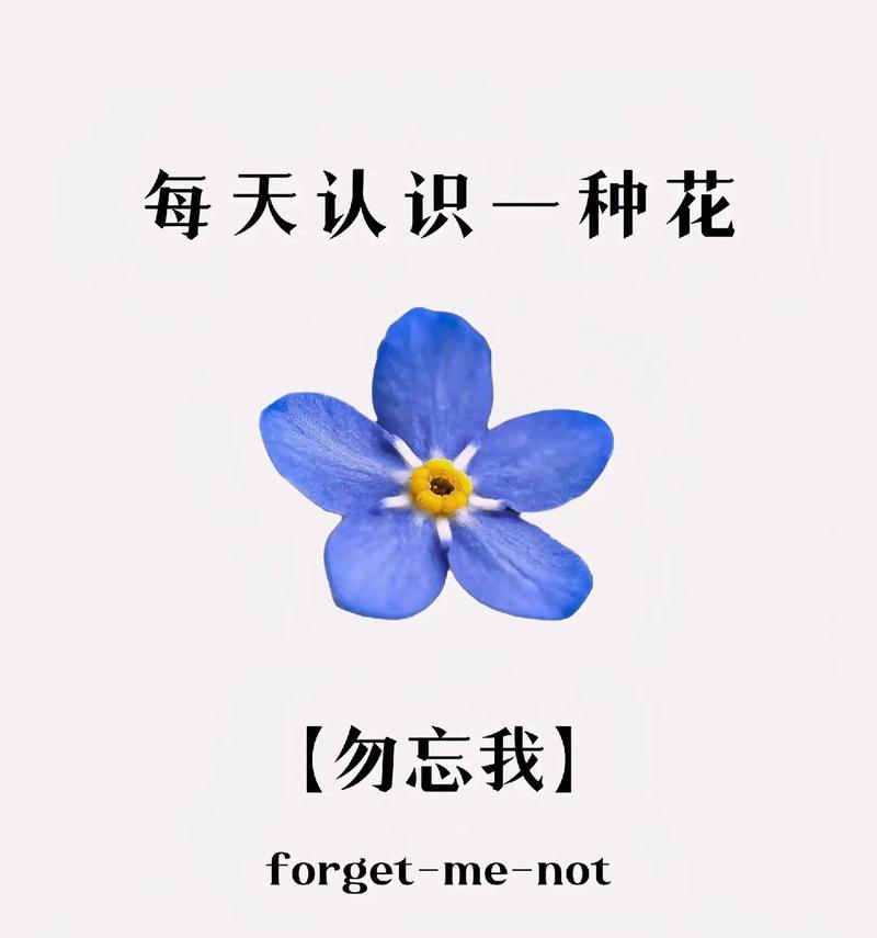勿忘我花语代表什么？