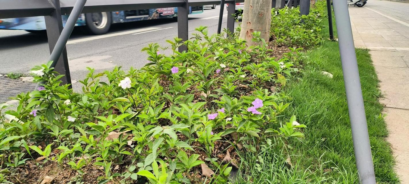 春天开花植物有哪些？各自的花语是什么？