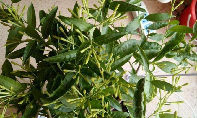 哪种花的花语是危险的爱？