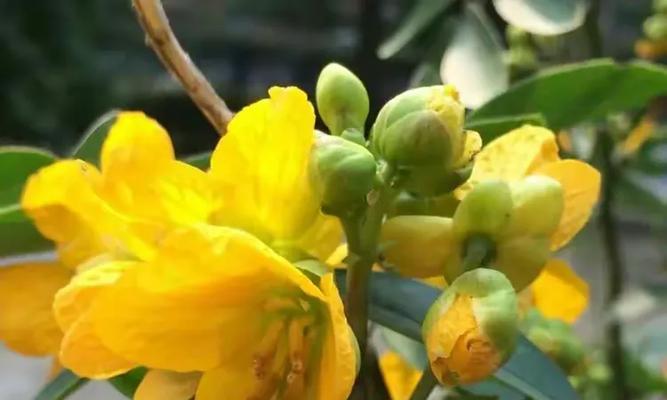 哪种花的花语是危险的爱？
