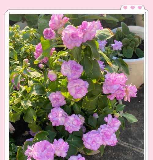 凤仙花的花语及其背后的故事是什么？