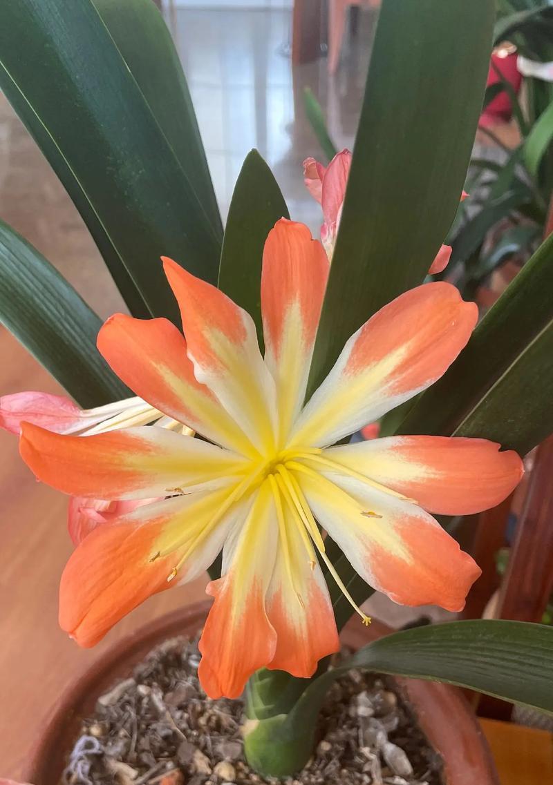和尚君子兰的花语是什么？君子兰的养护技巧有哪些？