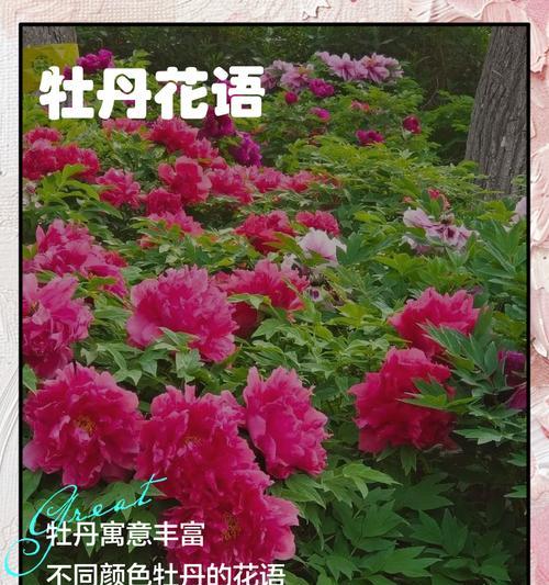 春天开的花牡丹花语是什么？如何在春天种植牡丹？