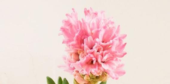 会的花语是什么意思？会的花语在园艺中代表什么？