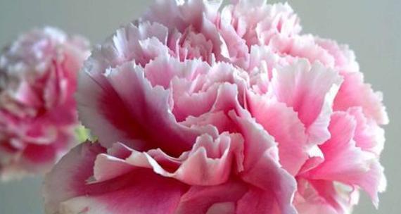会的花语是什么意思？会的花语在园艺中代表什么？