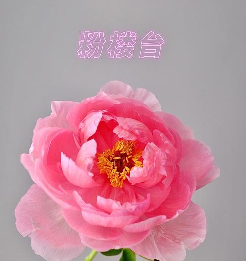 粉牡丹花花语是什么？粉牡丹的养殖和护理方法有哪些？