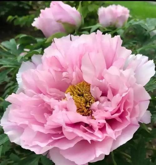 粉牡丹花花语是什么？粉牡丹的养殖和护理方法有哪些？