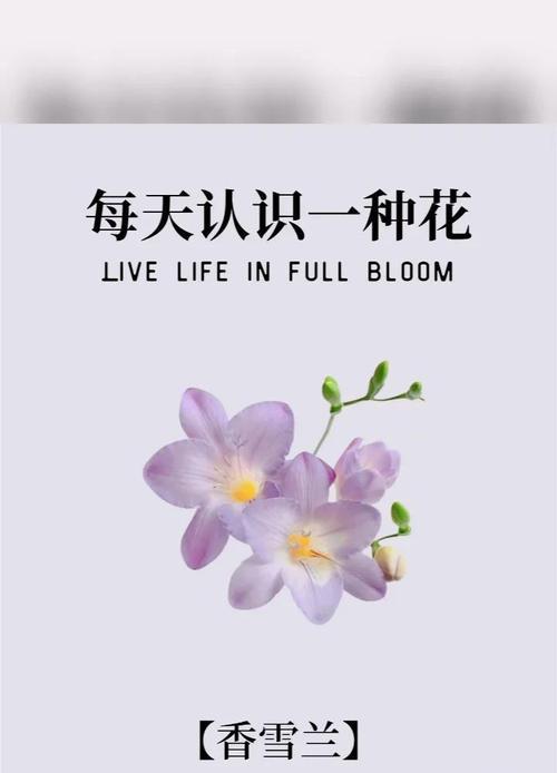 香雪兰的花语和传说是什么？香雪兰的种植要点有哪些？