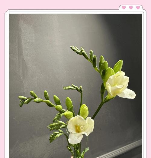 香雪兰的花语和传说是什么？香雪兰的种植要点有哪些？