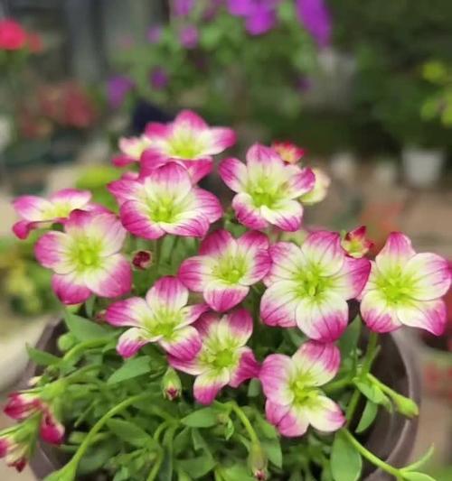 虎耳草的花语及传说是什么？虎耳草的养殖方法有哪些？