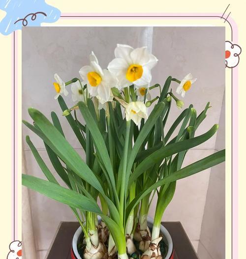 漂亮的水仙花的花语是什么？水仙花的养殖和护理方法是什么？