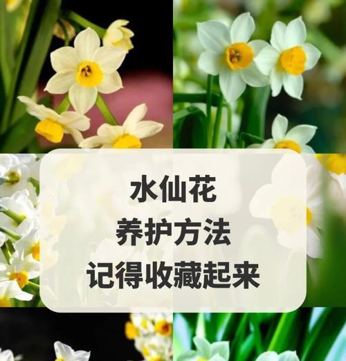 漂亮的水仙花的花语是什么？水仙花的养殖和护理方法是什么？
