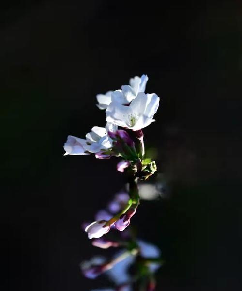 樱树花的花语是什么？赞美人的花语有哪些？