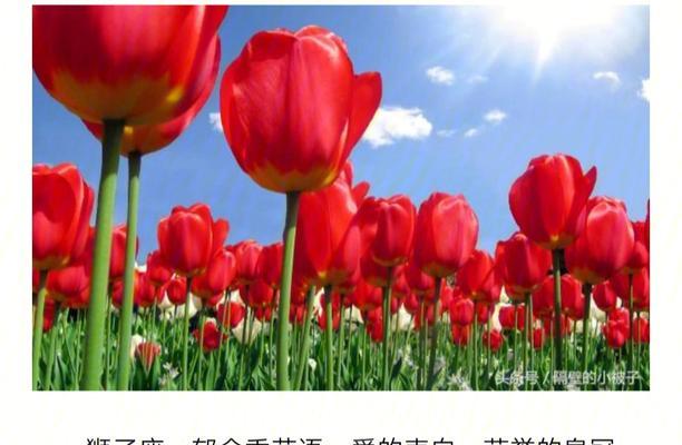 樱树花的花语是什么？赞美人的花语有哪些？