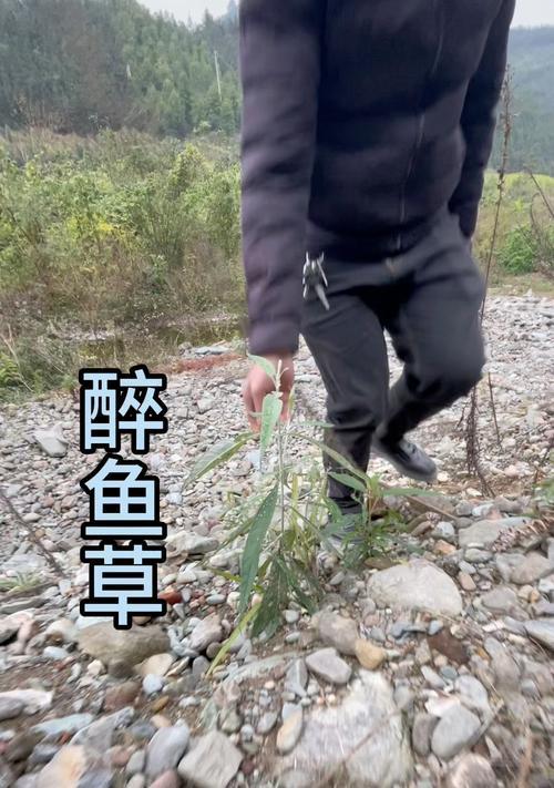 醉鱼草的花语是什么？醉鱼草寓意着什么？